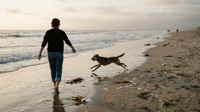 Dog chasing a ball along the Ocean Beach shoreline, San Diego